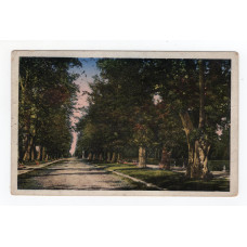 Листівка. Станиславів. Липова алея. Stanisławów. Stanislau (Івано-Франківськ) JK 1916